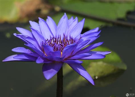 睡蓮 花式圖|睡蓮(睡蓮科睡蓮屬水生植物):形態特徵,生長習性,地理分布,繁殖方。